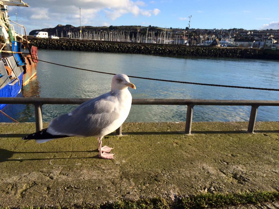howth-seagull