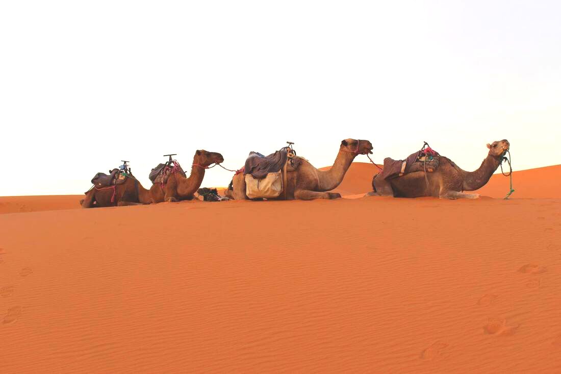 morocco-sahara-camel